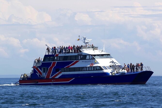 Only Wildlife and Whale Watching Tour Leaving from Seattle - Viewing platforms and crowds: how to improve your odds on deck