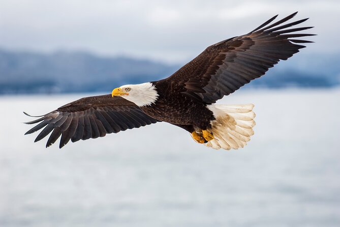 Only Wildlife and Whale Watching Tour Leaving from Seattle - Premium seating vs standard: where you’ll actually watch whales
