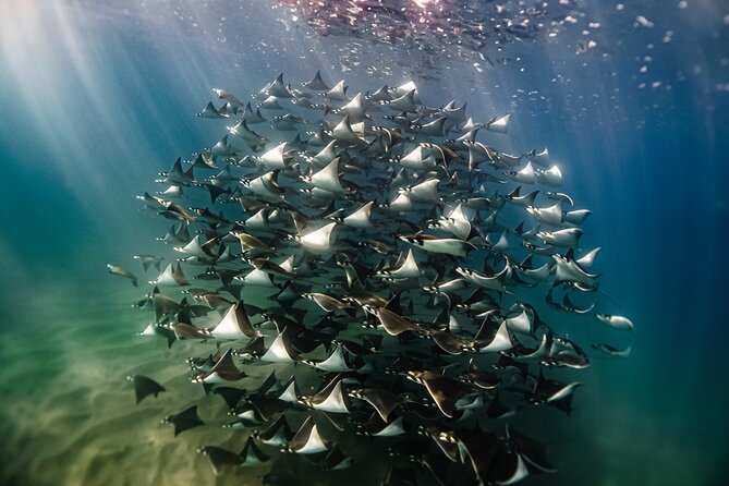 Open Ocean Safari and Whale Watching - Key highlights worth knowing before you go