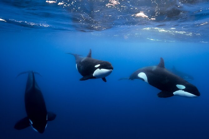 Open Ocean Safari and Whale Watching - What makes this Cabo ocean safari work so well