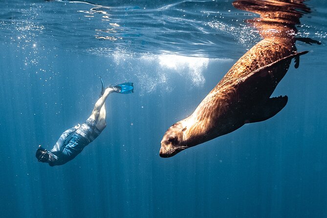 Open Ocean Safari and Whale Watching - Your route: El Arco, Pelican Rock, and the Sea of Cortez