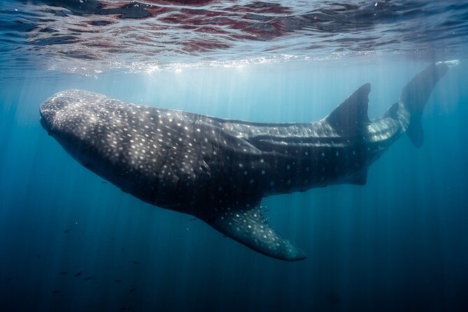 Open Ocean Safari and Whale Watching - Wildlife viewing: what you can realistically hope for