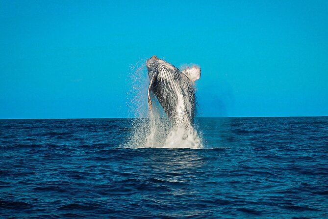 Open Ocean Safari and Whale Watching - Snorkeling time and the gear you get for the sea reefs
