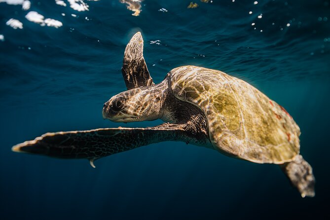 Open Ocean Safari and Whale Watching - Guides and photography: why this tour is memorable on camera
