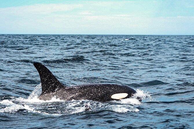 Open Ocean Safari and Whale Watching - Price and value: is $215 a fair deal?