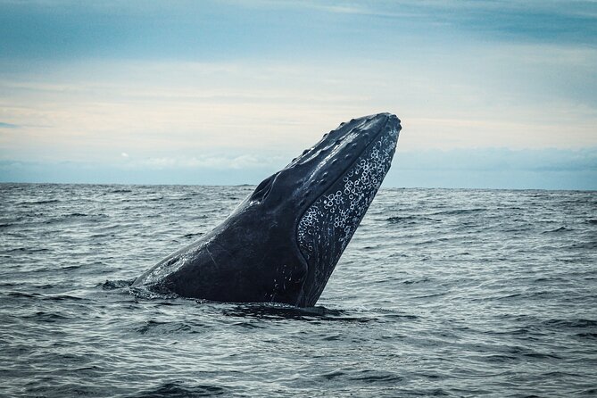Open Ocean Safari and Whale Watching - What to watch out for before you book