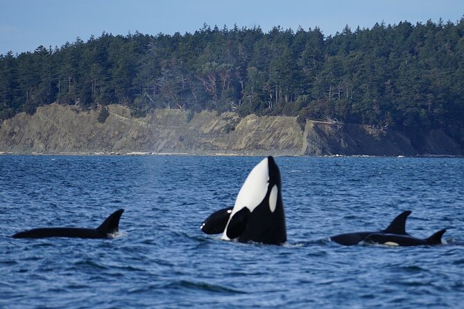 Orca whale tour from Orcas Island - Key Highlights You’ll Care About