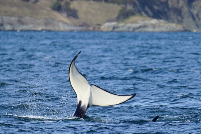 Orca whale tour from Orcas Island - Price and What $199 Buys You (Value, Not Hype)