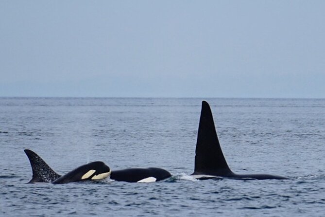 Orca whale tour from Orcas Island - The 3-to-5 Hour Run: What You Do with Your Time