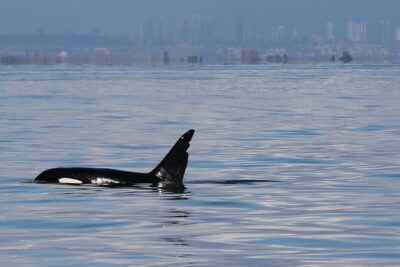 Orca whale tour from Orcas Island - Meeting Point in Eastsound: Keep It Simple