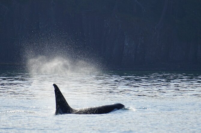 Orca whale tour from Orcas Island - On Board: Restroom, High-Speed Comfort, and Marine Naturalist Wisdom