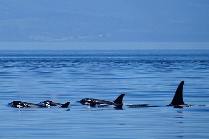 Orca whale tour near Seattle - Key things to know before you go