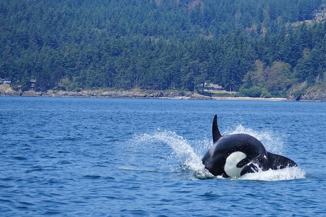 Orca whale tour near Seattle - The 3 to 5 Hour Rhythm: How Long You’re Actually Out