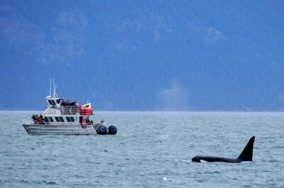 Orca whale tour near Seattle - Why the San Juan Islands Are Made for Orca Spotting