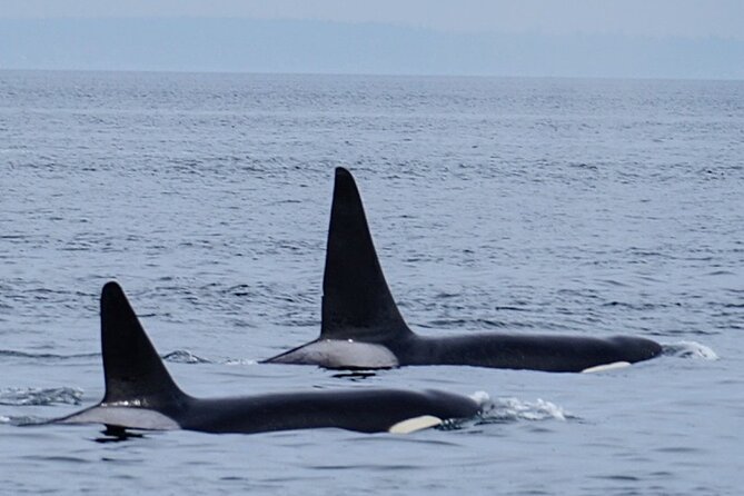 Orca whale tour near Seattle - On-Board Experience: Narration, Sound Levels, and Expectations