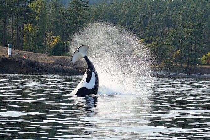 Orca whale tour near Seattle - Price and Value: Is $199 Reasonable for an Orca Hunt?