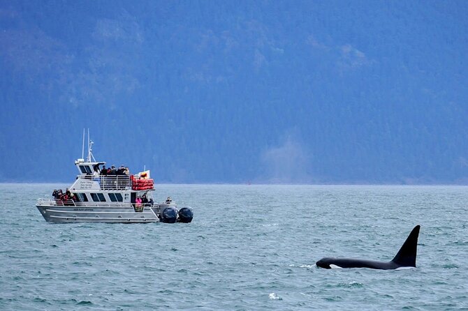 Orca whale tour near Seattle - Why the San Juan Islands Are Made for Orca Spotting