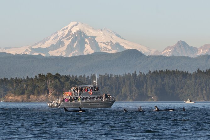 Orcas Island Whale Watching - Key things to know before you go