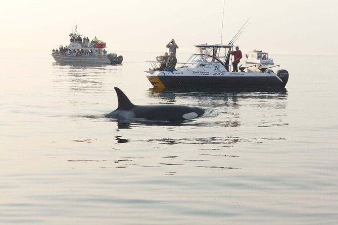 Orcas Island Whale Watching - Orcas Island whale watching on a fast boat: why it works