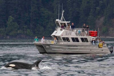 Orcas Island Whale Watching - Price and value: $119 for 3 to 4 hours with pro guidance