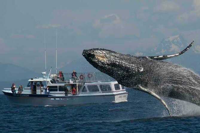 Orcas Island Whale Watching - Resident killer whales and the other whales you might see
