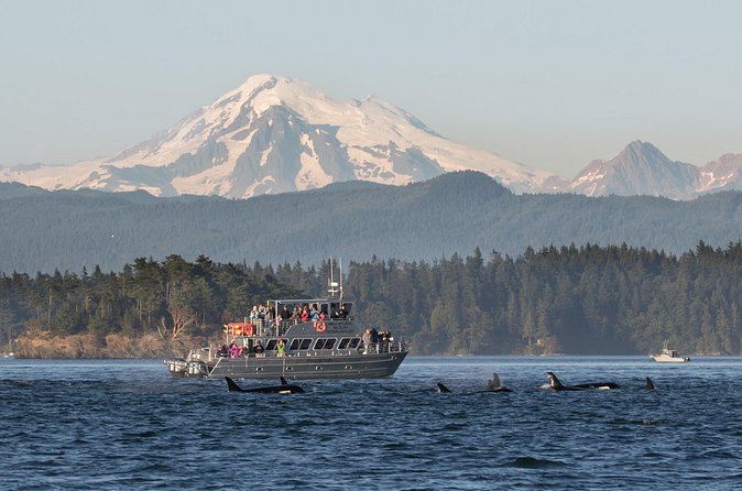 Orcas Island Whale Watching - The real win: how the crew helps you see more than you would alone