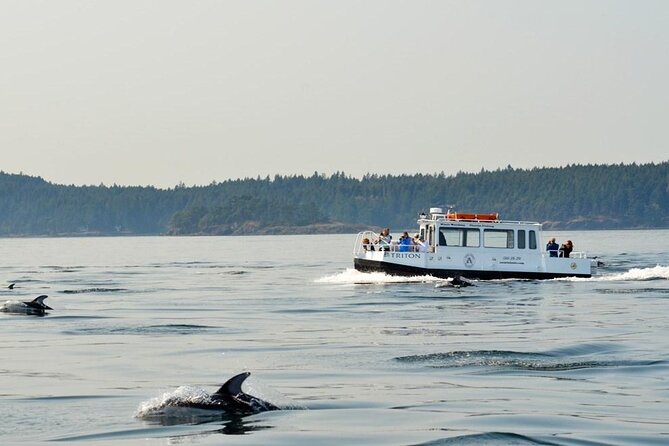 Orcas Island Whale Watching - Wildlife sightings beyond whales: seals, sea lions, otters, and more
