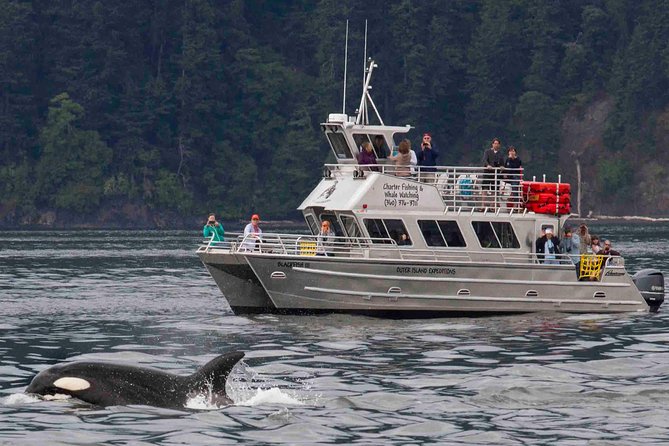 Orcas Island Whale Watching - Price and value: $119 for 3 to 4 hours with pro guidance