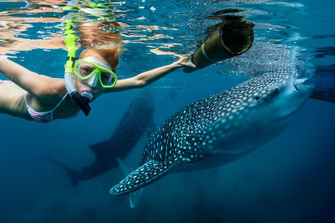 Oslob Whale Shark Snorkeling & Kawasan Canyoning Tour - First Thing: The 3 a.m. start that actually matters