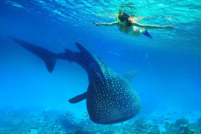 Oslob Whale Shark Snorkeling & Kawasan Canyoning Tour - Oslob Whale Shark Snorkeling: Close-up without being a strong swimmer