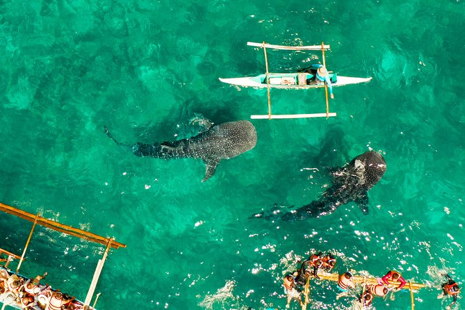 Oslob Whale Shark Snorkeling & Kawasan Canyoning Tour - Lunch at the only restaurant in Kawasan Falls