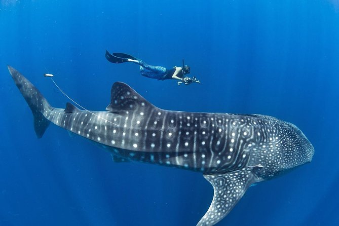 Oslob Whale Shark Snorkeling & Pescador & Sardine Run & Turtle - Key Things That Matter on This Cebu Underwater Day