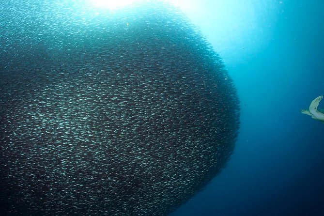 Oslob Whale Shark Snorkeling & Pescador & Sardine Run & Turtle - Why This Tour Starts at 3:30am (And Why You’ll Thank It Later)