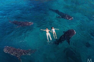 Oslob Whale Shark & Tumalog Falls & Kawasan Falls Canyoneering - Stop 1: Oslob Whale Shark Watching and Swimming (What It’s Like)