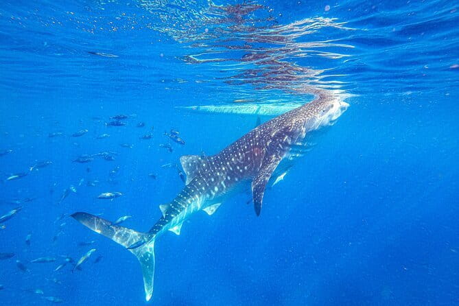 Oslob Whale Shark & Tumalog Waterfalls & Sumilon Sandbar - Key Things That Make This Tour Worth It