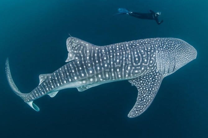 Oslob Whale Shark & Tumalog Waterfalls & Sumilon Sandbar - Sumilon Island and the Sandbar: The Color Show