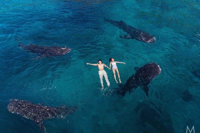Oslob Whale Shark & Tumalog Waterfalls & Sumilon Sandbar - Price and Value: Is $115 a Fair Deal?