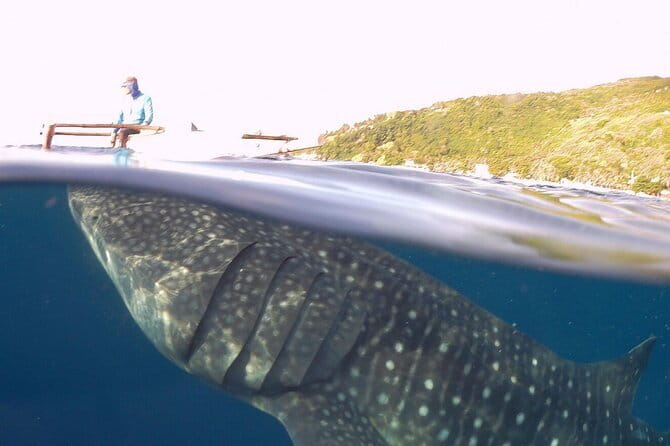 Oslob Whale Shark & Tumalog Waterfalls & Sumilon Sandbar - Comfort, Rules, and Safety: Small Details That Affect Your Day