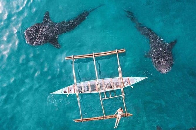 Oslob Whale Shark & Tumalog Waterfalls & Sumilon Sandbar - Who This Tour Fits Best (and Who Should Rethink It)