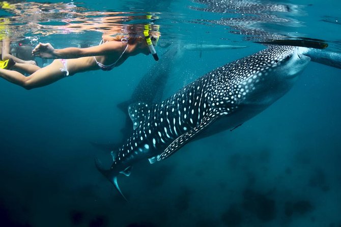 Oslob Whale Shark Watching - The 4:00 am pickup and the long southern drive