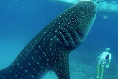 Oslob Whale Shark watching + Canyoneering Adventure Tour - Oslob Whale Sharks and Snorkeling: What You’re Signing Up For