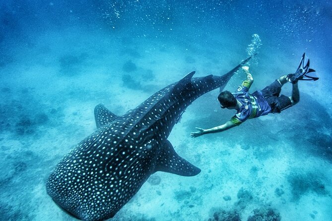 Oslob Whale Shark Watching + Kawasan Falls Day Tour - Key Highlights You’ll Actually Care About