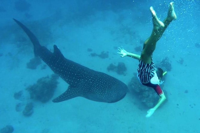 Oslob Whale Shark Watching - In the water: snorkeling time, gear, and feeling safe