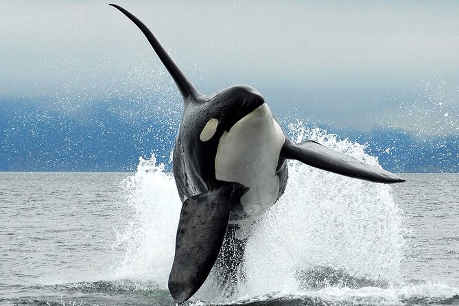 Parksville Half Day Whale and Wildlife Adventure - Key Highlights You Can Actually Use