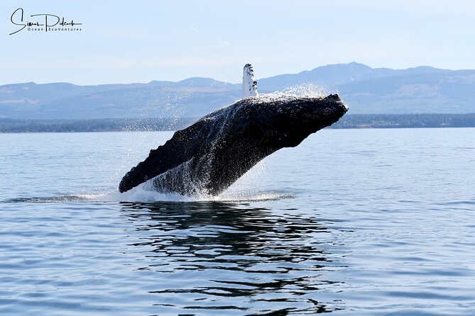 Parksville Half Day Whale and Wildlife Adventure - Parksville Whale Watching for a Small Crew in the Northern Salish Sea