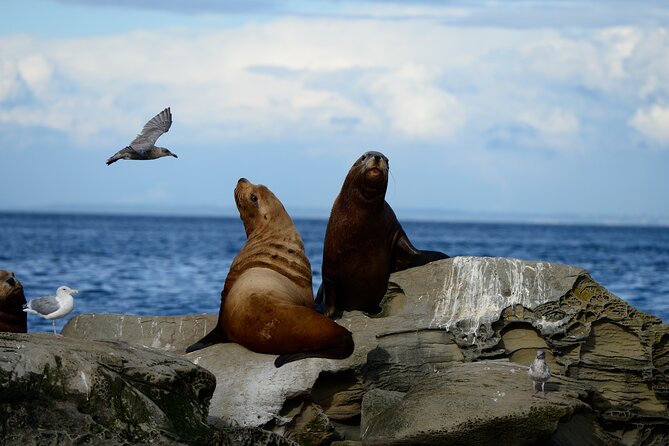 Parksville Half Day Whale and Wildlife Adventure - Meeting Points and Getting Ready: 1025 Lee Rd in Parksville