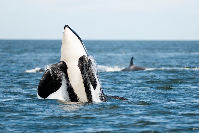 Parksville Half Day Whale and Wildlife Adventure - Guides Who Actually Teach You What You’re Seeing