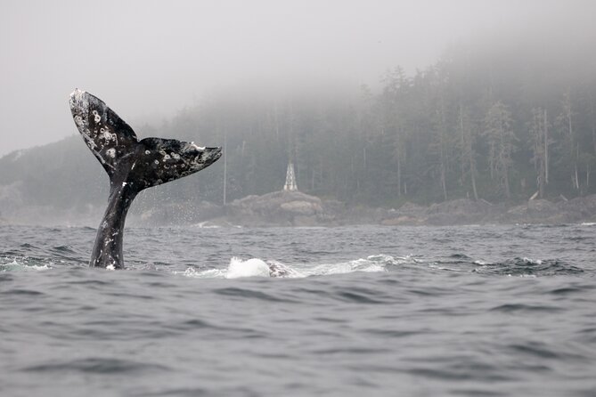 Parksville Half Day Whale and Wildlife Adventure - Weather Reality: Why This Tour Can Shift (and How to Think About It)
