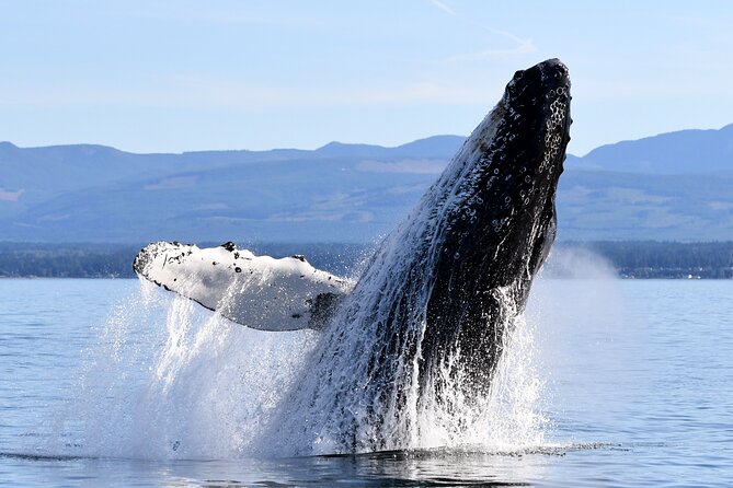 Parksville Half Day Whale and Wildlife Adventure - Floatation Suits Included: Cold-Water Comfort and Safety