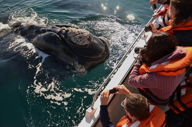 Peninsula Valdes Tour with Optional Whale Watching - Key things that make this tour worth your time